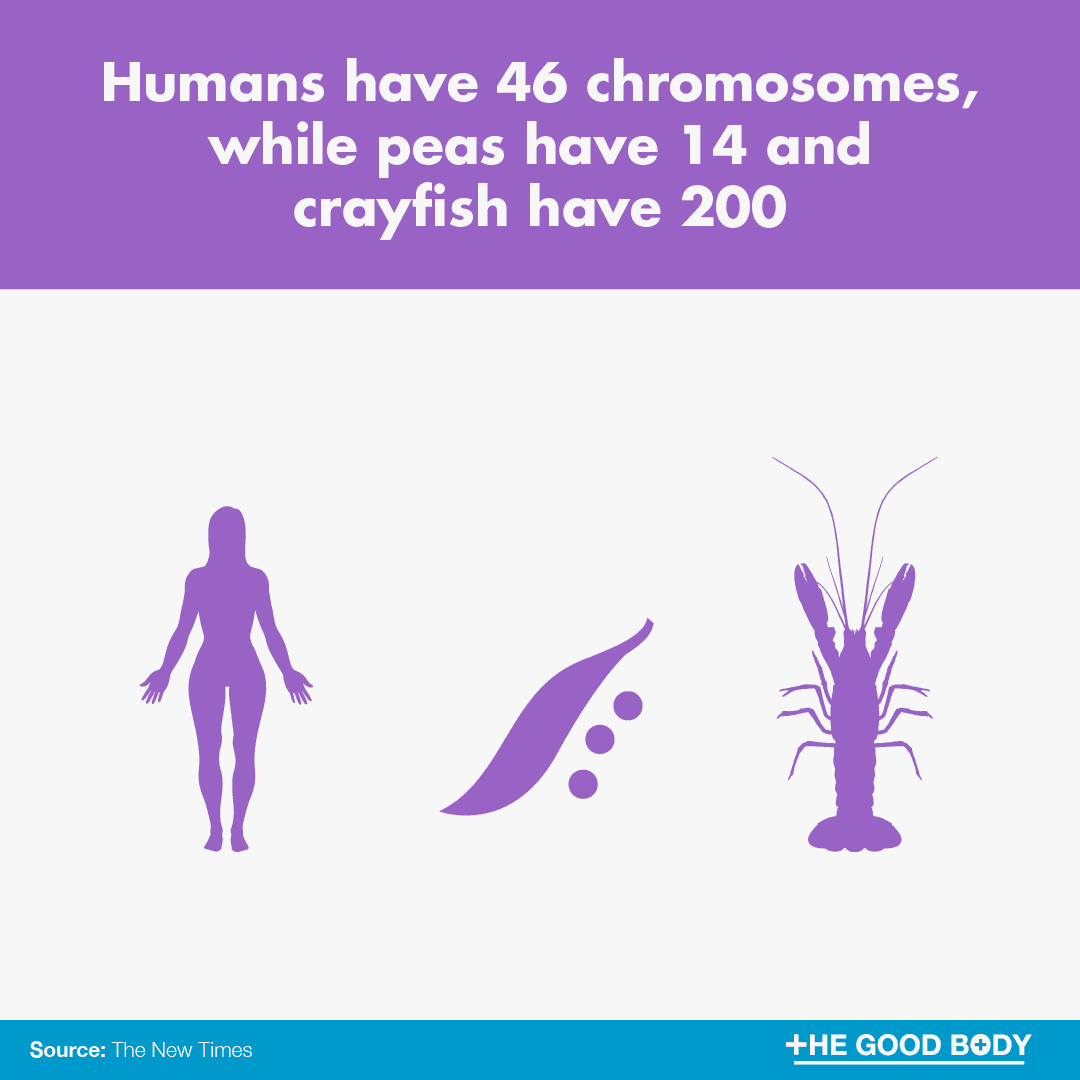 Humans have 46 chromosomes, while peas have 14 and crayfish have 200