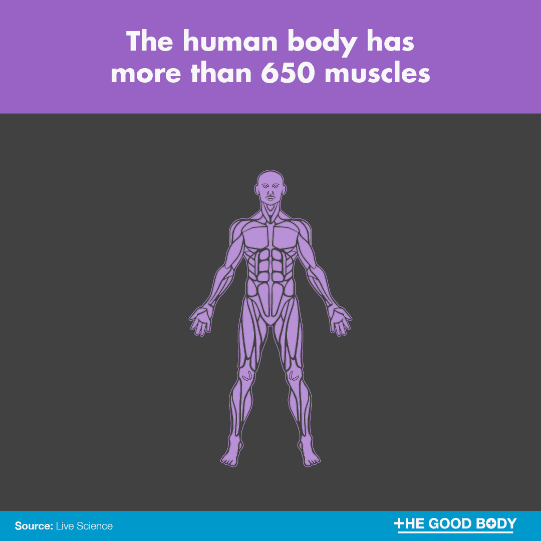 The human body has more than 650 muscles