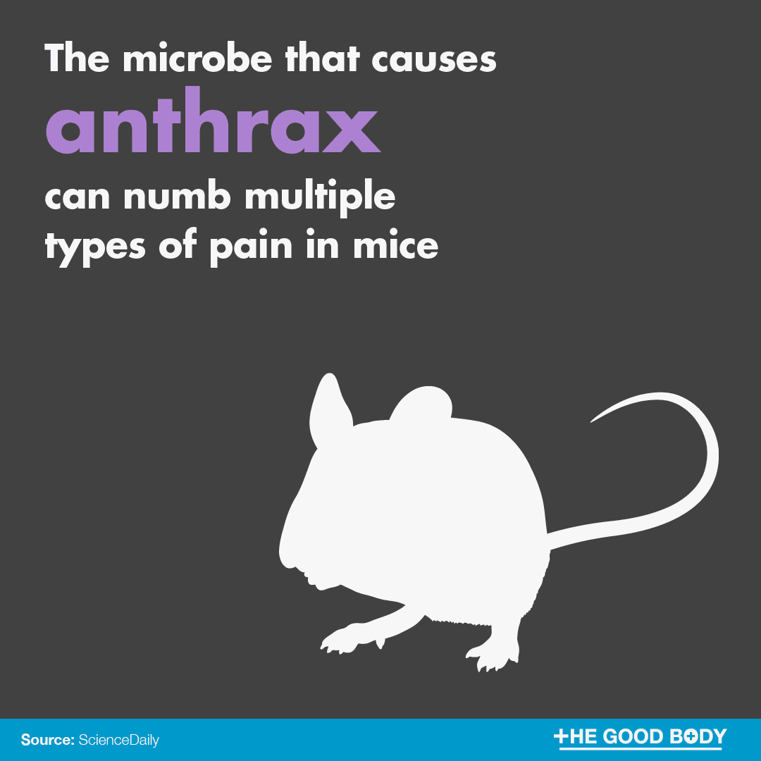 The microbe that causes anthrax can numb multiple types of pain in mice