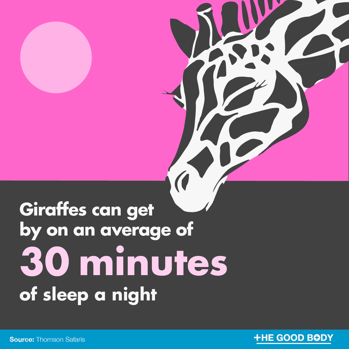 Giraffes can get by on an average of 30 minutes of sleep a night