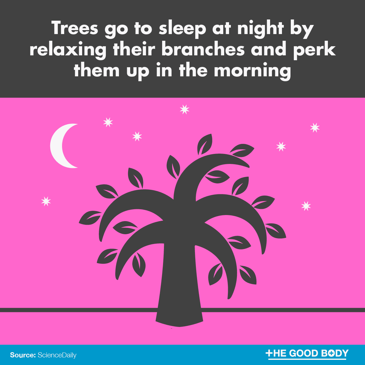 Infographic: Trees go to sleep at night by relaxing their branches and perk them up in the morning