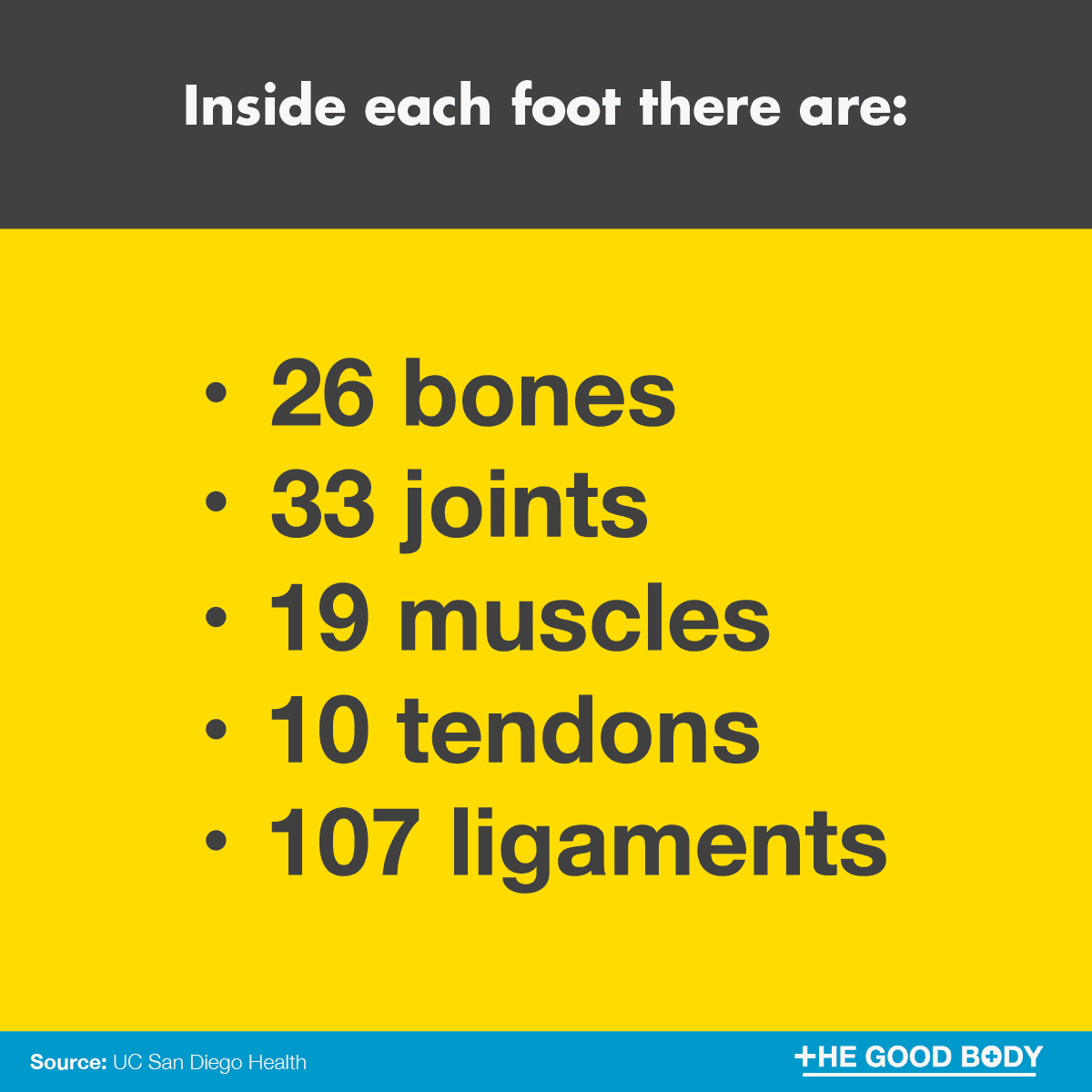 Inside each foot there are: