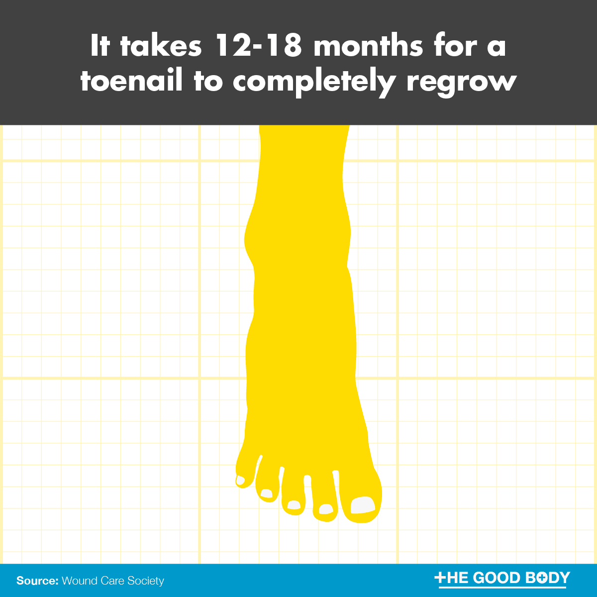 It takes 12-18 months for a toenail to completely regrow