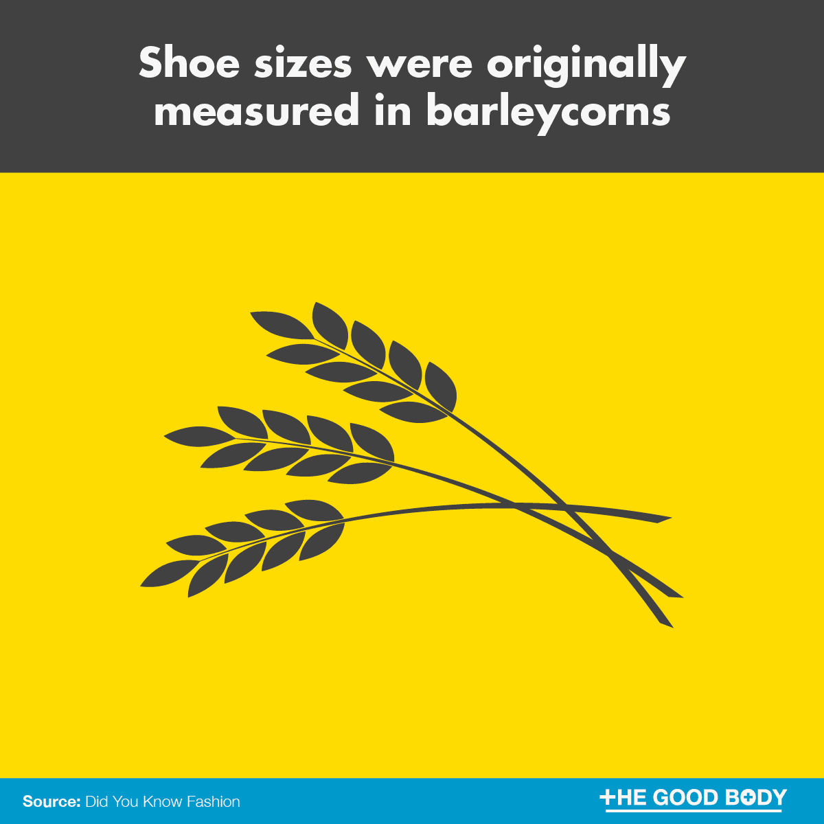 Shoe sizes were originally measured in barleycorns