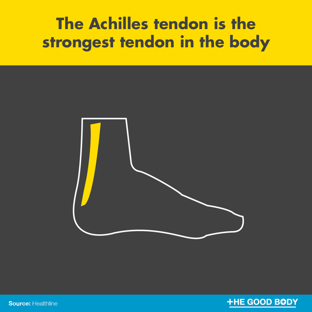 The Achilles tendon is the strongest tendon in the body