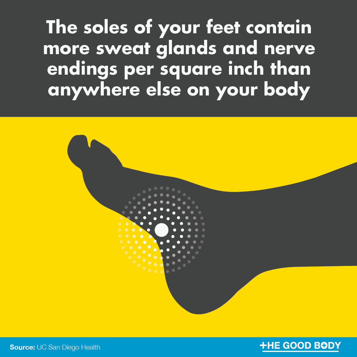 The soles of your feet contain more sweat glands and nerve endings per square inch than anywhere else on your body