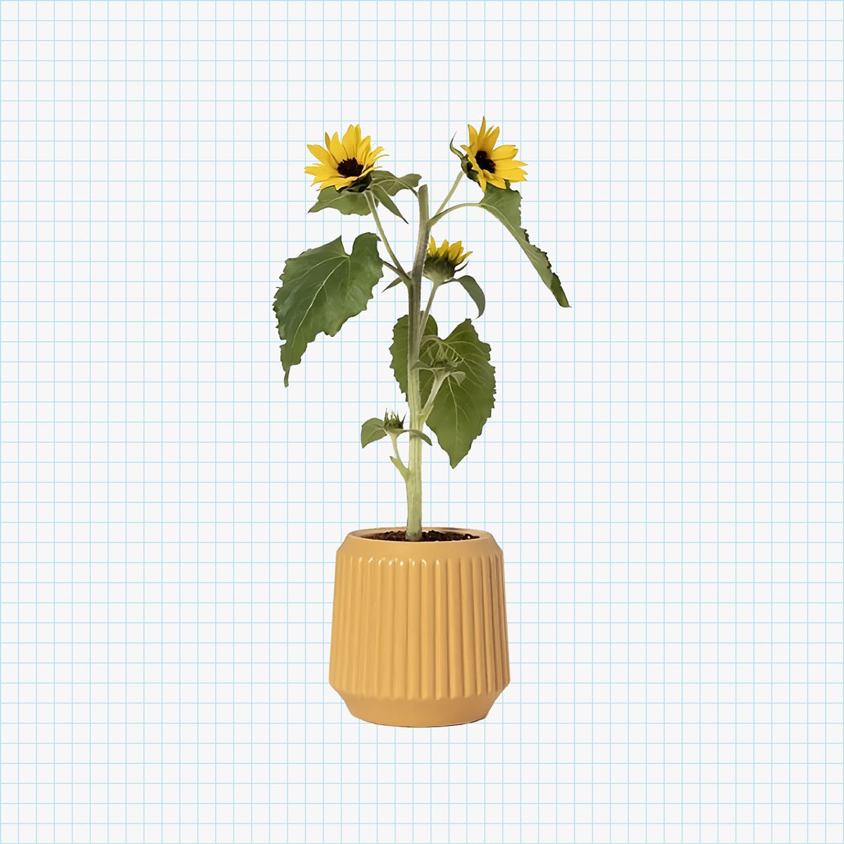 Self-Watering Sunflower Grow Kit