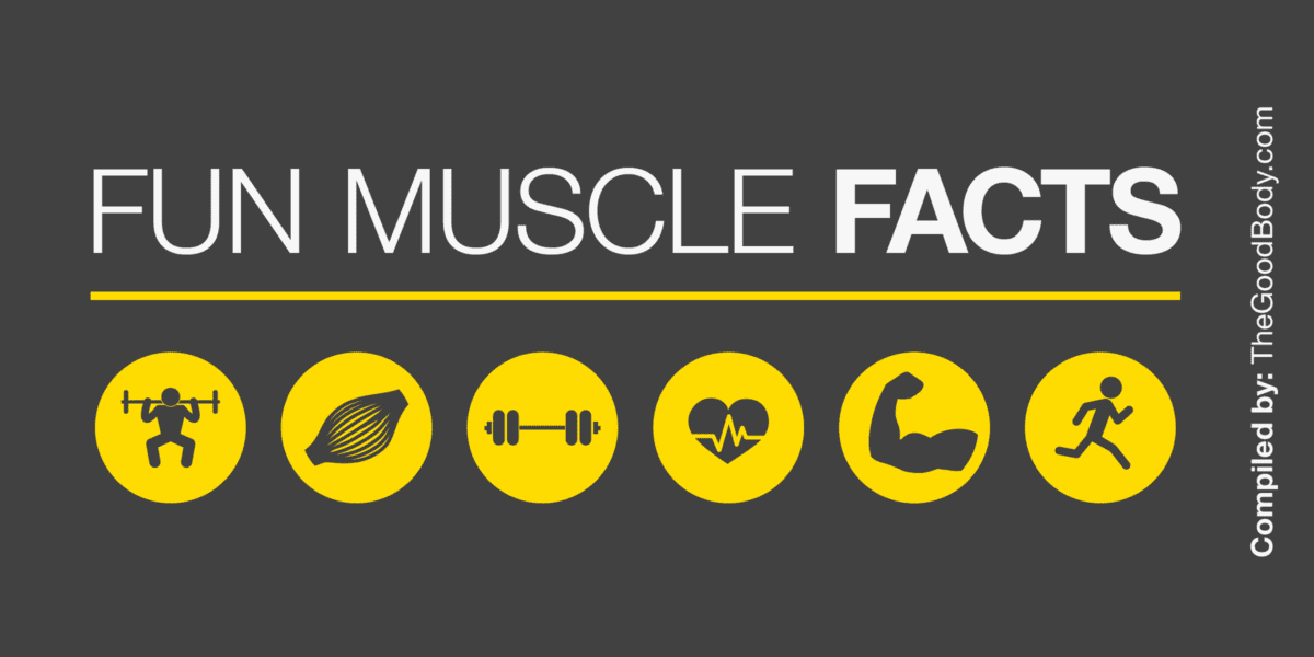 Underlined title 'Fun Muscle Facts' followed by six circular muscle-related pictograms